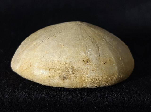 Conoclypeus vilanovae (COTTEAU 1890) - Bild &copy; FossNet FossilienStore